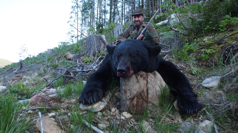 Black Bear 1